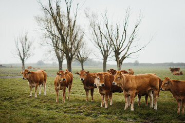 a meadow full of brown cows