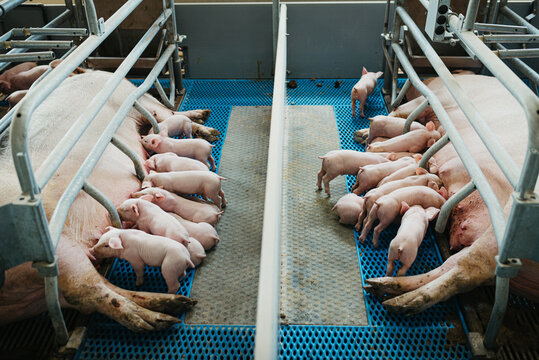 Little piglets drinking from mother pig