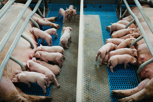 Piglets on a farm
