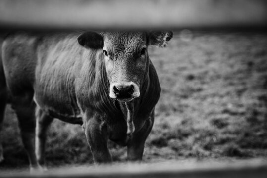 monochrome image of a cow in a field