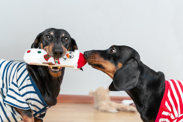 One dachshund dog holds a soft toy in the shape of snowman in its teeth, and the other sniffs it because he is jealous and wants to take it away. Raising two pets in same house. - obrazy, fototapety, plakaty
