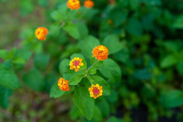 静岡県下田のリゾートに咲く花