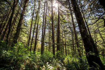 Forest at Fern Canyon, Prairie Creek Redwoods State Park in Humboldt County, California,
