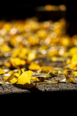 【秋イメージ】木々の黄葉