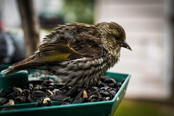 feeding baby sparrow