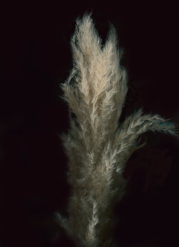 Digital white Nature morte 