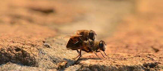 Bees mating close up.