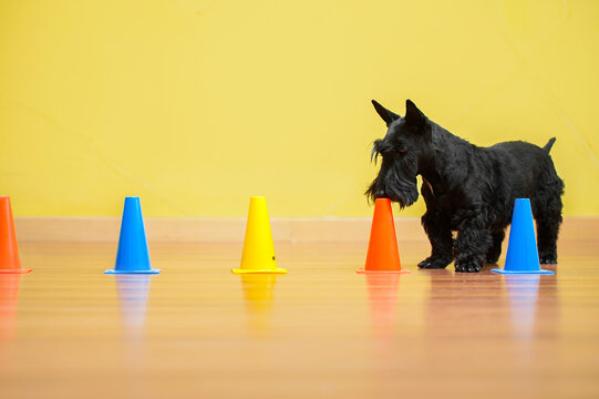 Scottish Terrier dog sniffing cones for scent in nose work competition 