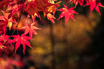 【秋イメージ】鮮やかな紅葉