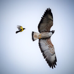 Obraz premium Geranoaetus albicaudatus 