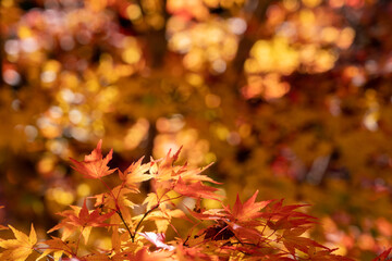 【秋イメージ】鮮やかな紅葉