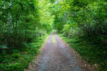 初夏の平標山の登山道