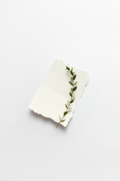 White sheet of paper with leaves on twig