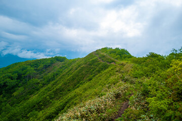 Fototapeta na wymiar 初夏の平標山の登山道