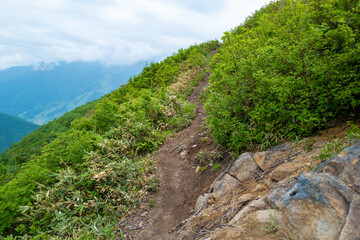 Fototapeta na wymiar 初夏の平標山の登山道