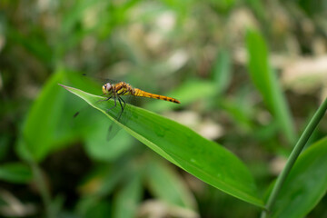 A dragonfly on a bamboo leaf