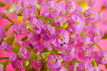 Macro of tiny pink flowers. Closeup of inflorescence of small flowers. Top view on bunch of little delicate flowers.
