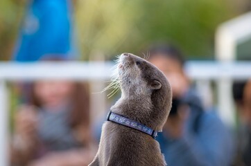 コツメカワウソ
