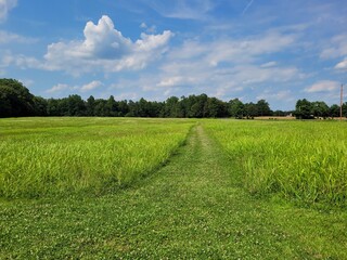 The path through the field 