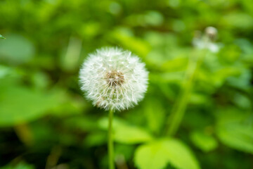 初夏の平標山に生えるタンポポ