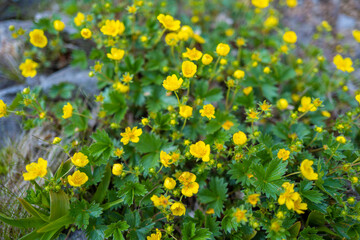 Obraz premium 初夏の平標山に生えるキンボウケ