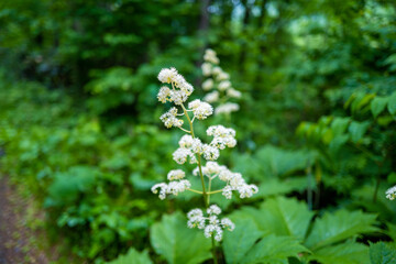 初夏の平標山に生えるヤグルマソウ