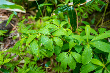雨に濡れる植物の葉っぱ 平標山
