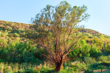 Individual tree growing near green hill
