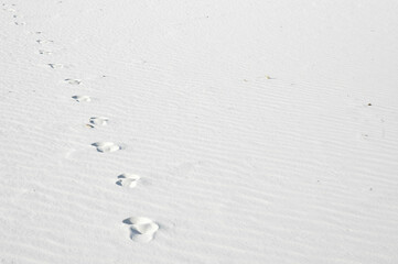 ホワイトサンズ国立公園の美しい砂丘と足跡