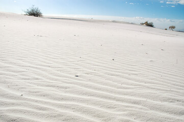 Fototapeta na wymiar ホワイトサンズ国立公園の美しい砂丘と植物ユッカのある風景