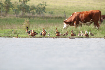 ducks and cows