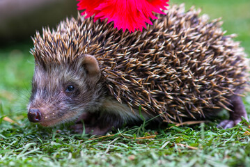close-up of a hedgehog on the grass with a red flower