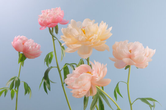 floral pastel still life.
