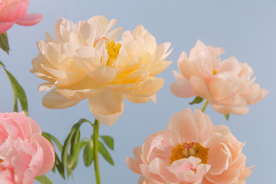 floral pastel still life.