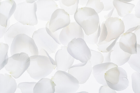 Rose Petal background