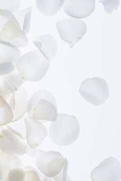 Rose Petals on white background