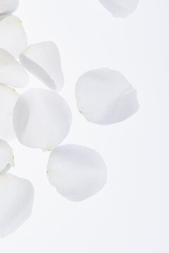 Closeup rose petals on white background