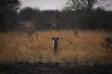 A lone spotted hyena during sunset on the grasslands of central Kruger National Park, South Africa
