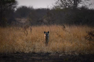 Muurstickers A lone spotted hyena during sunset on the grasslands of central Kruger National Park, South Africa © Pedro