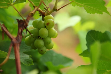 grapes on vine