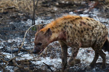 A blood-soaked spotted hyena on a charred plain during sunrise and after a night of hunting and scavenging, central Kruger National Park, South Africa