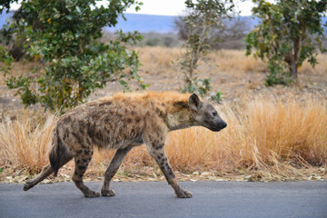 A male spotted hyena walking on an asphalt road in central Kruger National Park, South Africa