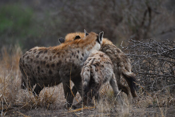 A mother spotted hyena and its young meeting and sniffing a male adult, central Kruger National...