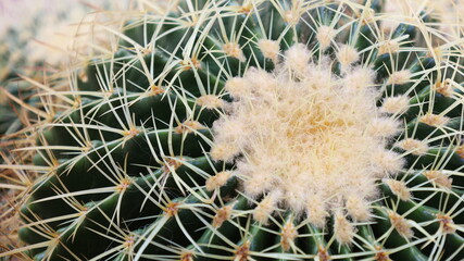 Closeup of green cantus. Echinocactus with large yellowish-white spines around the stem. select focus