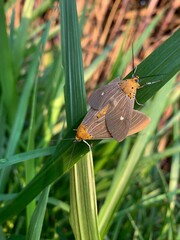 butterfly on leaf