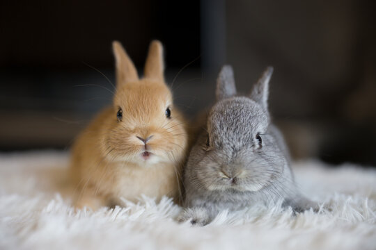 rabbit