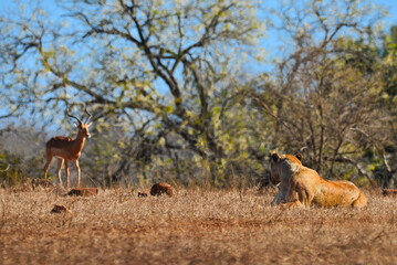 A resting lion at mid-morning contemplating the idea of hunting for a passing impala, southern Kruger National Park, South Africa
