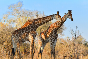 Two giraffes and a small bird in the woodlands of southern Kruger National Park, South Africa