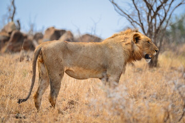 An African lion observing its environs in the grasslands of central Kruger National Park, South Africa