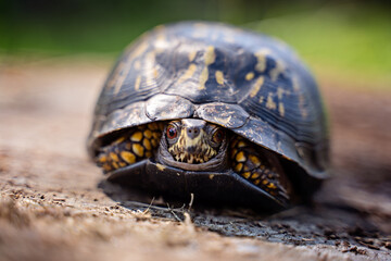 Box turtle on a wooden log